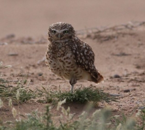 Burrowing Owl, one legged