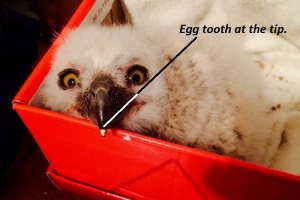 Egg Tooth