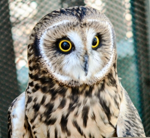 Short-eared Owl 01