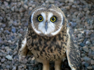 Short-eared Owl 02