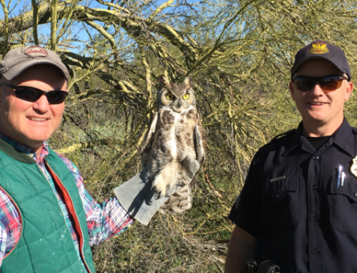 Great-Horned Owl Rescue by Wild At Heart and Phoenix Police