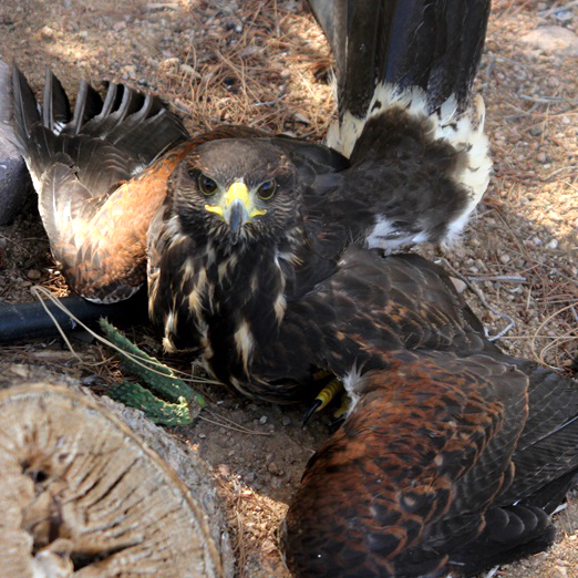 WaH_Home-WhatWeDo_Rescue