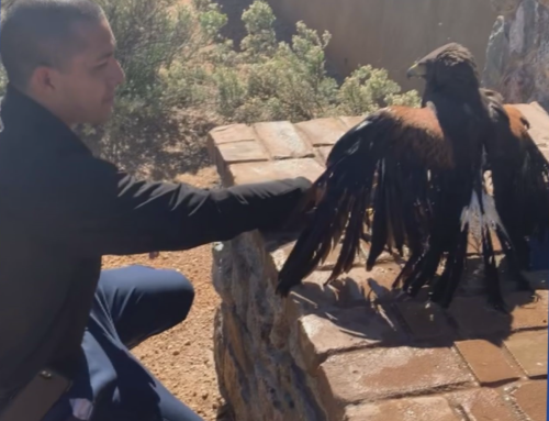 Routine pest control job turns into hawk rescue for Phoenix man | 12news.com