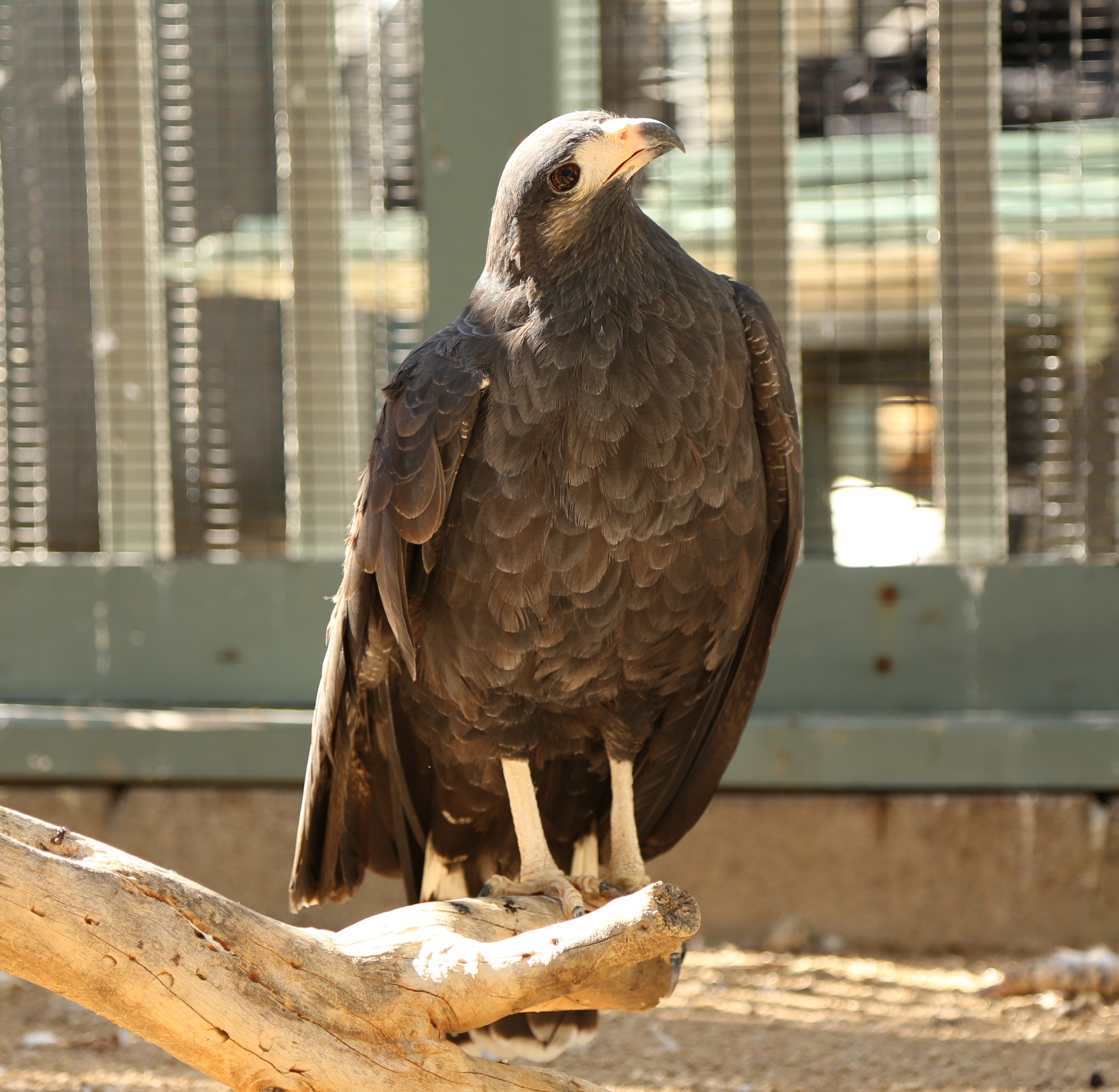 Varsity Tutors' StarCourse - Discovering Raptors with the WORLD CENTER FOR  BIRDS OF PREY 