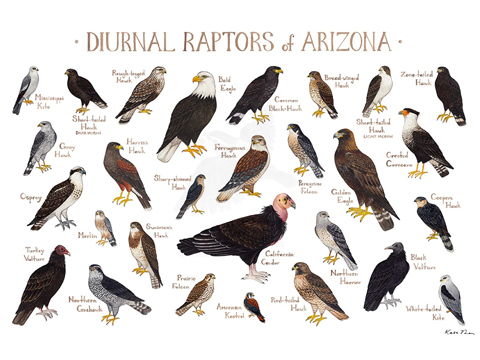 predatory birds list